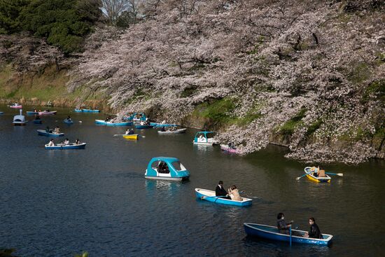Japan Spring Cherry Blossoms