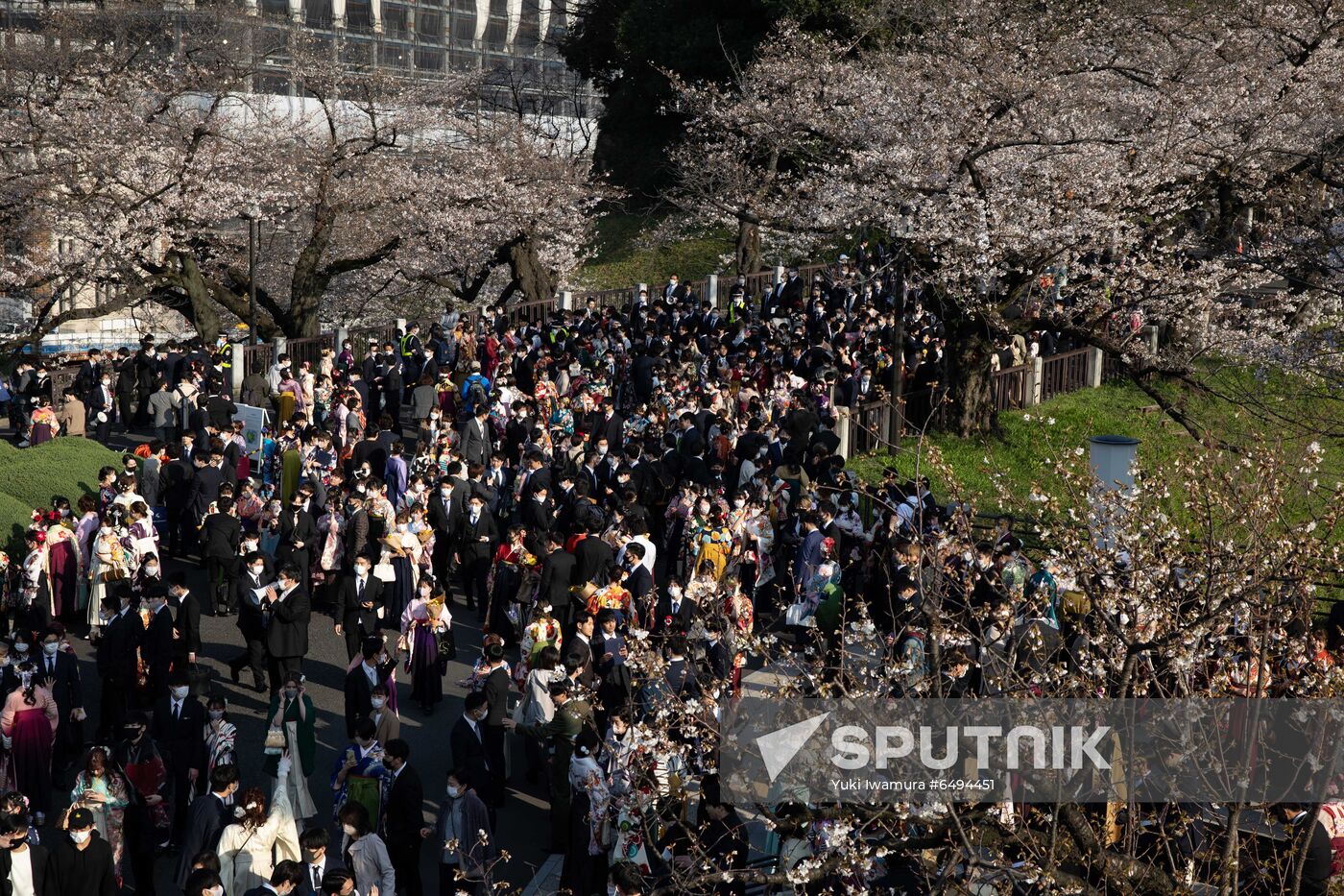 Japan Spring Cherry Blossoms