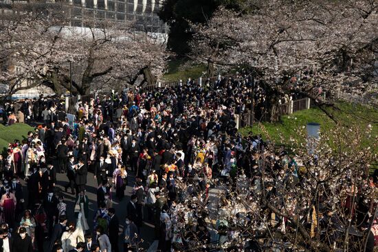 Japan Spring Cherry Blossoms