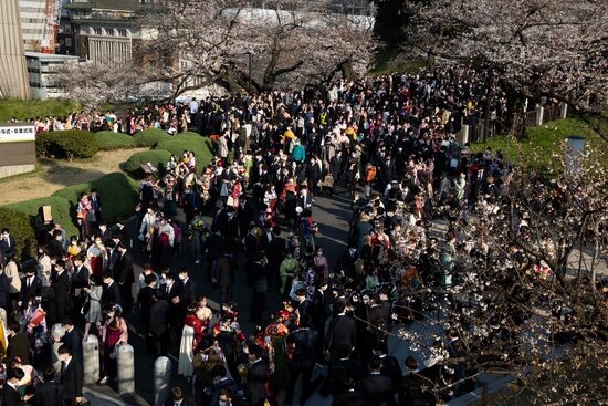 Japan Spring Cherry Blossoms