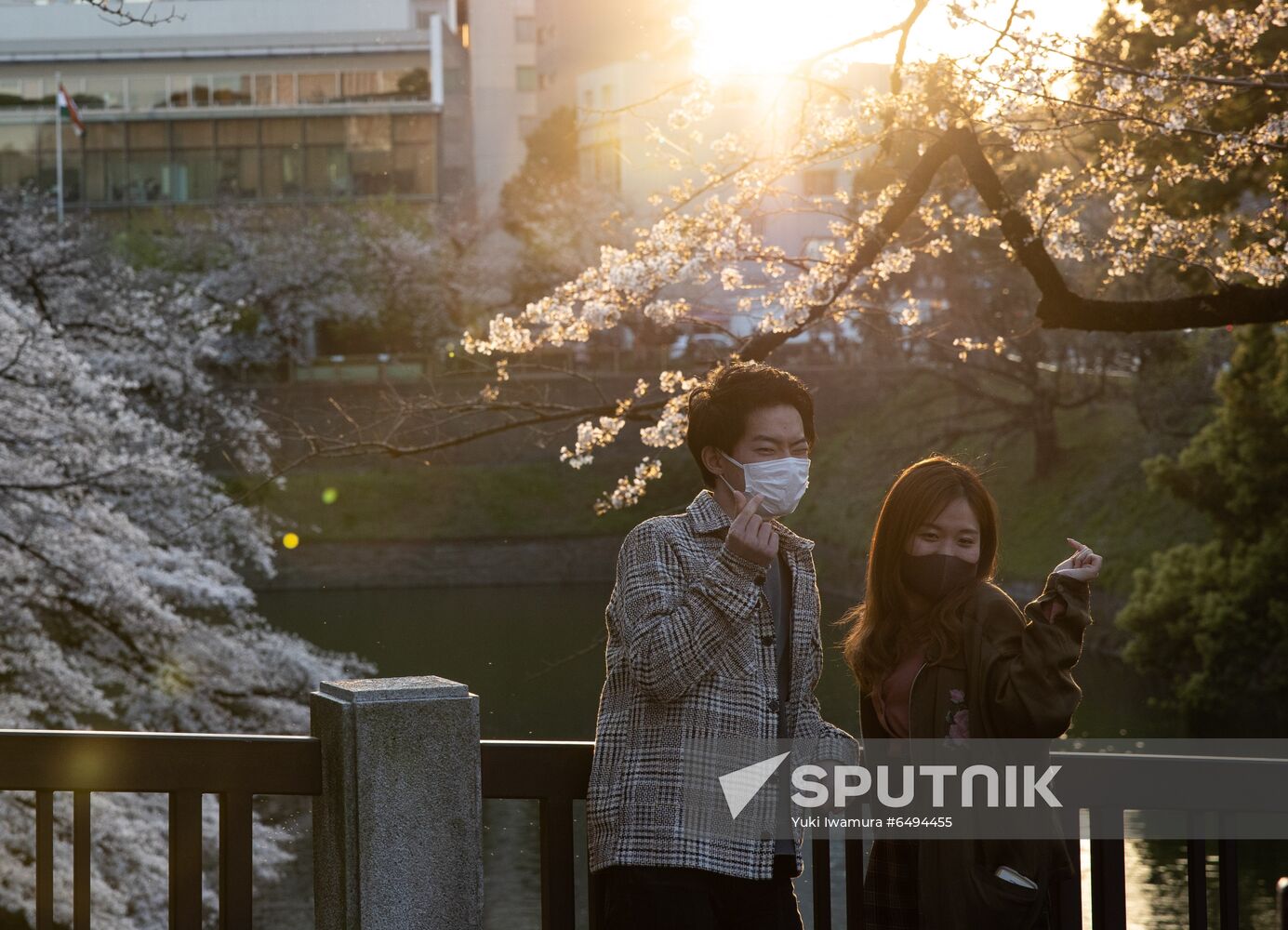 Japan Spring Cherry Blossoms