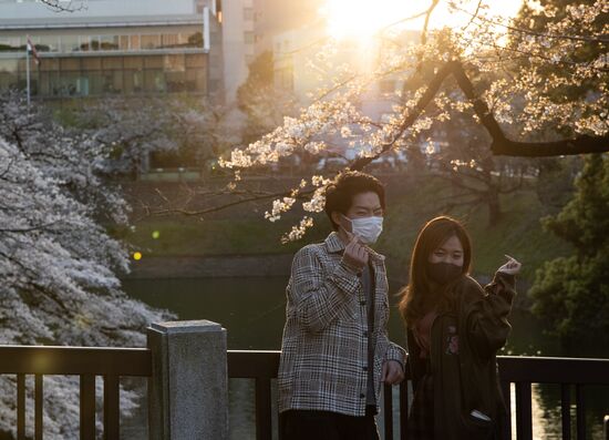 Japan Spring Cherry Blossoms