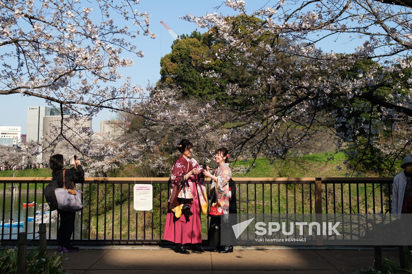 Japan Spring Cherry Blossoms