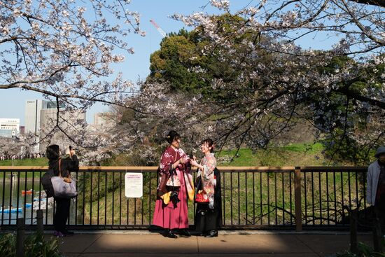 Japan Spring Cherry Blossoms