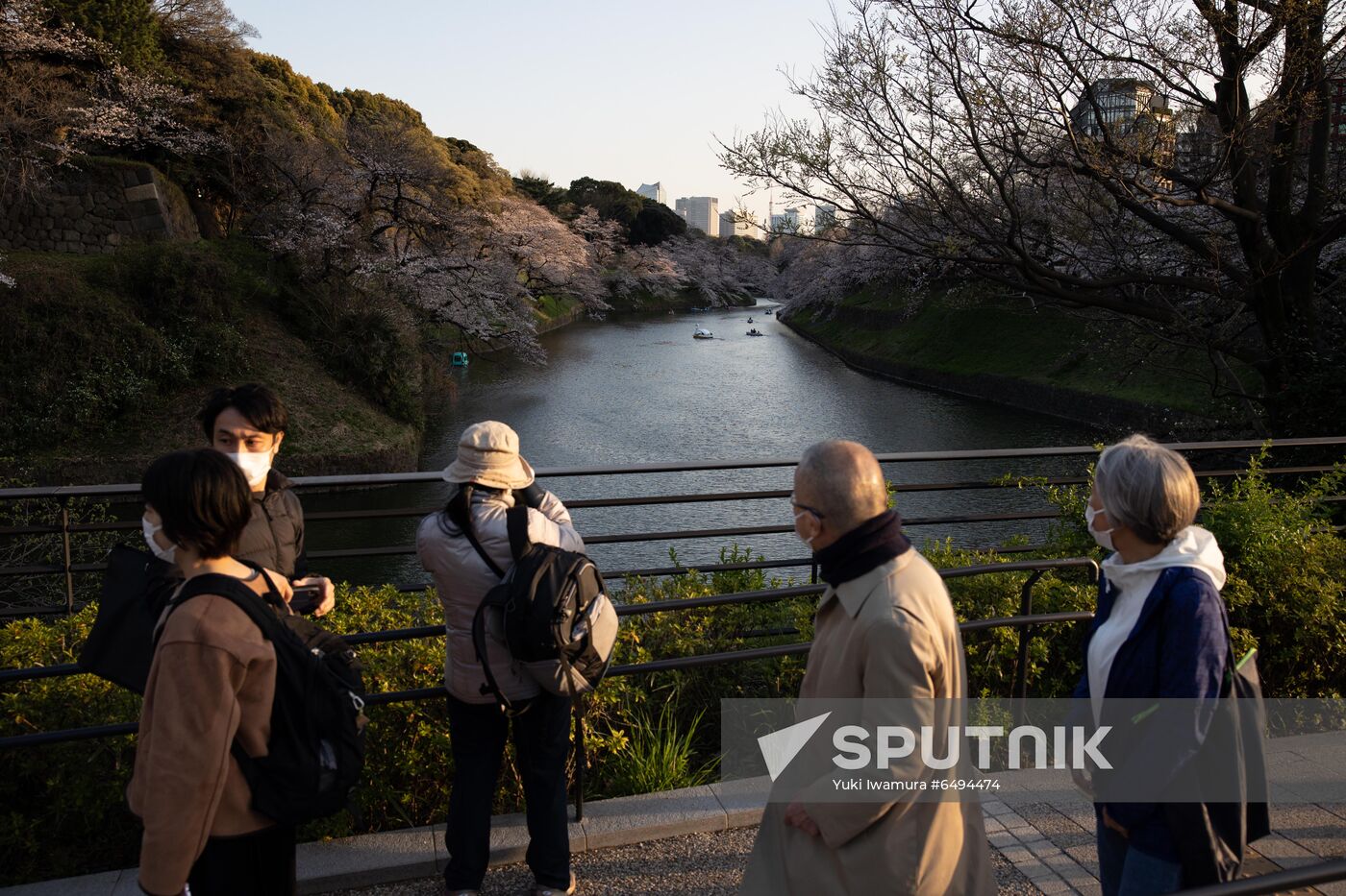 Japan Spring Cherry Blossoms