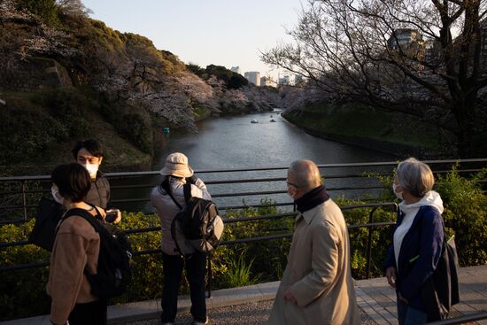 Japan Spring Cherry Blossoms