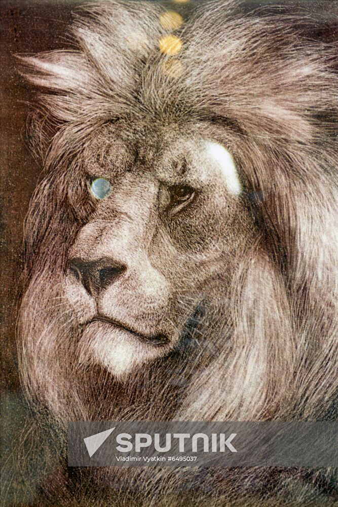 Artist Vatagin's exhibit of paintings Animal Grace
