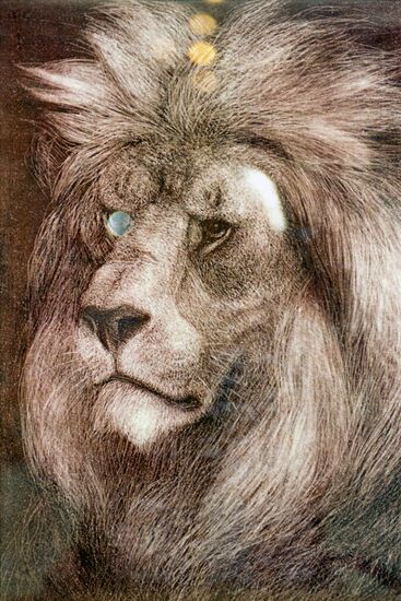 Artist Vatagin's exhibit of paintings Animal Grace