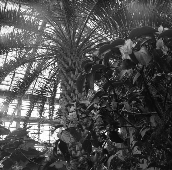 Botanical Garden of the USSR Academy of Sciences
