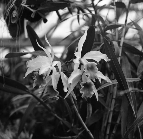 Botanical Garden of the USSR Academy of Sciences
