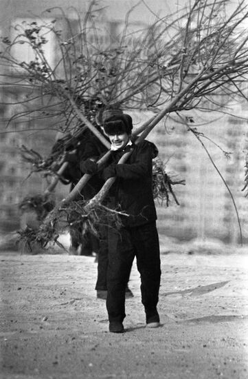 Tree and shrub planting in Kiev