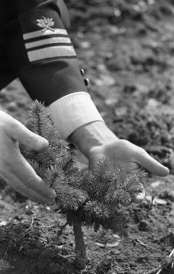 Tree and shrub planting in Kiev