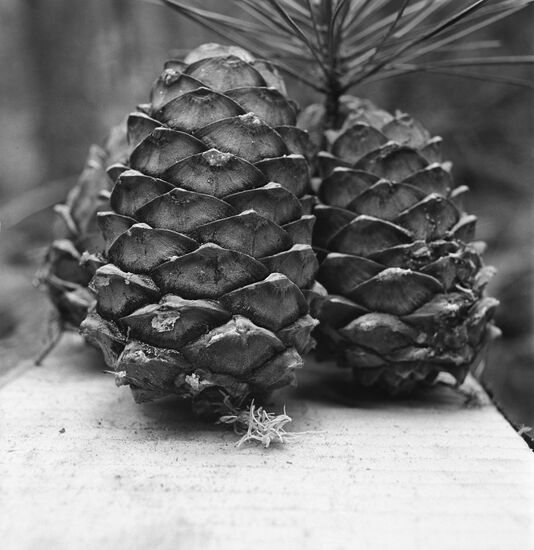 Siberian cedar cones
