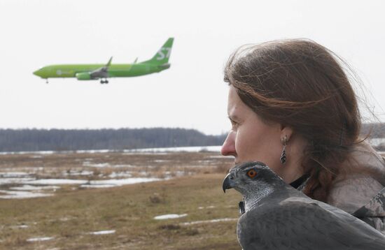 Russia Airport Ornithological Service