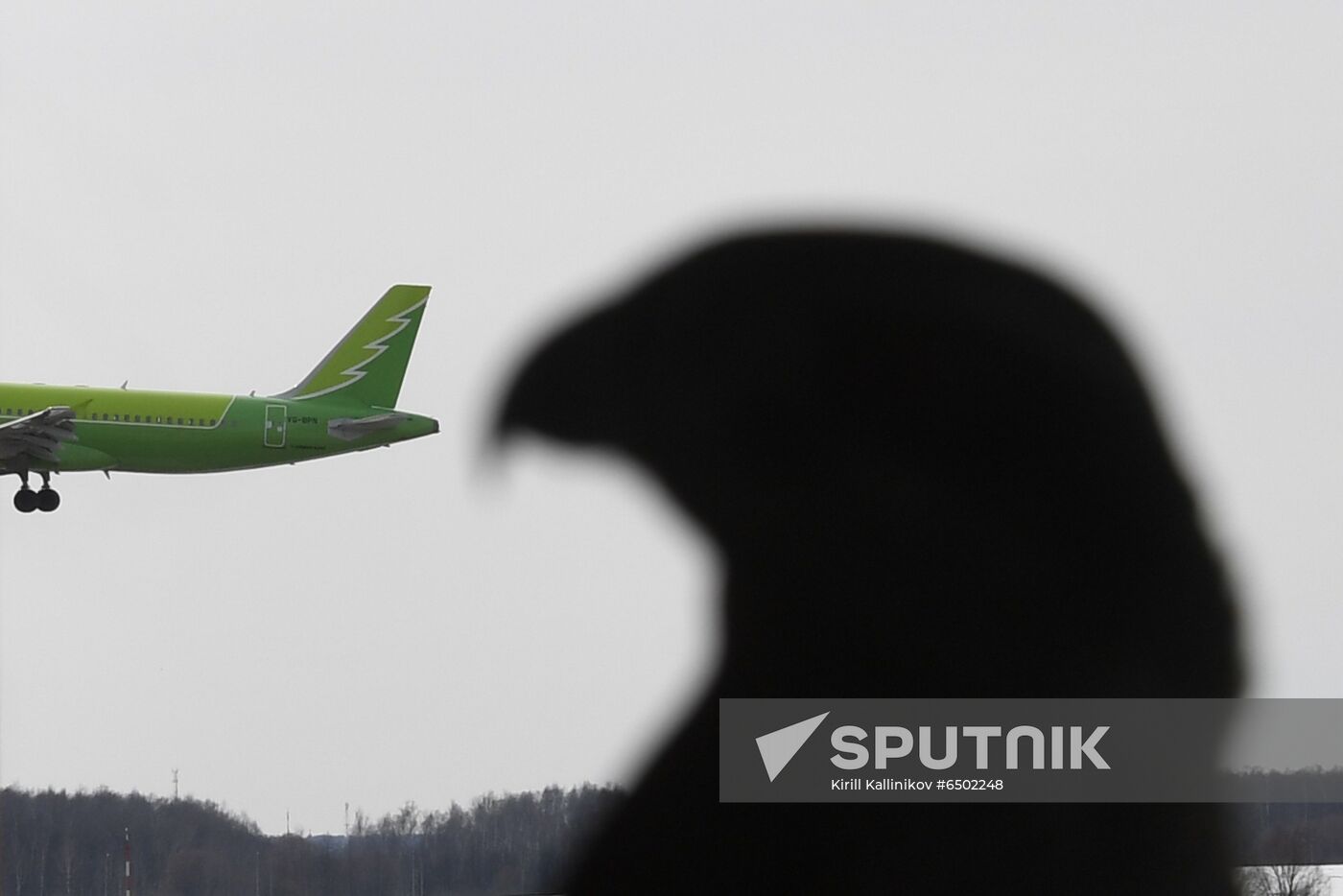 Russia Airport Ornithological Service