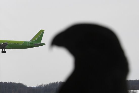 Russia Airport Ornithological Service