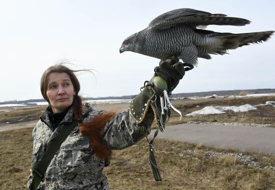 Russia Airport Ornithological Service