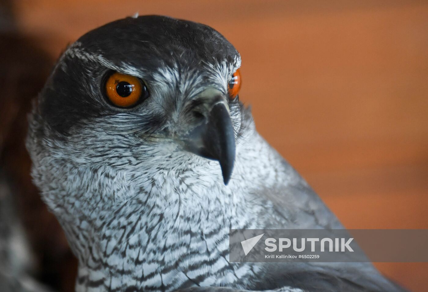 Russia Airport Ornithological Service