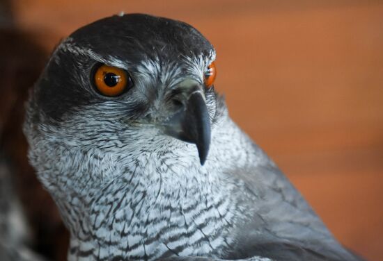 Russia Airport Ornithological Service