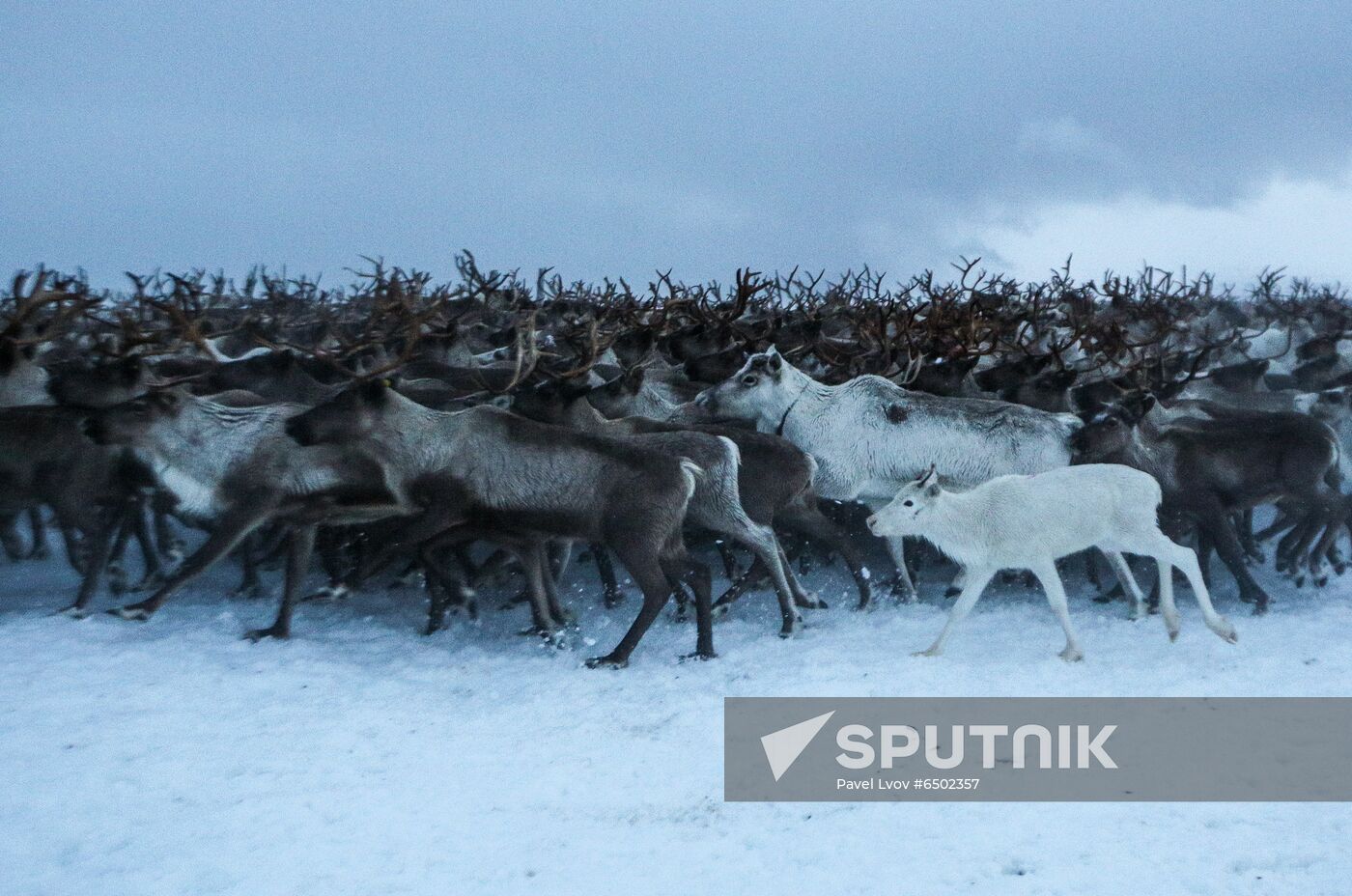 Russia Reindeers
