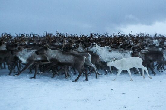 Russia Reindeers