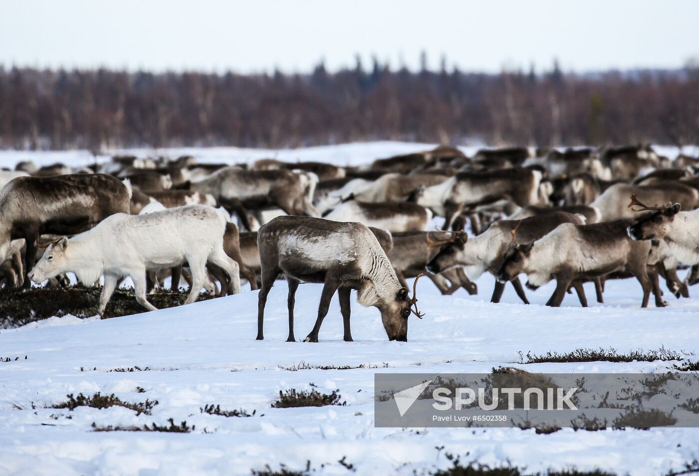 Russia Reindeers