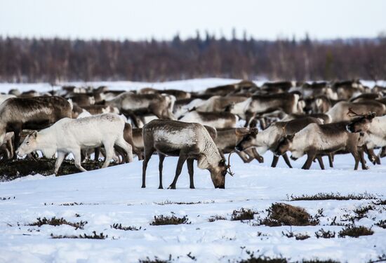 Russia Reindeers