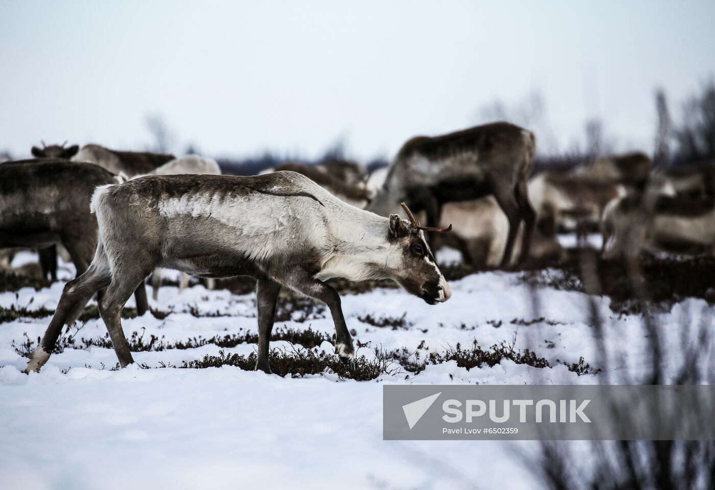 Russia Reindeers