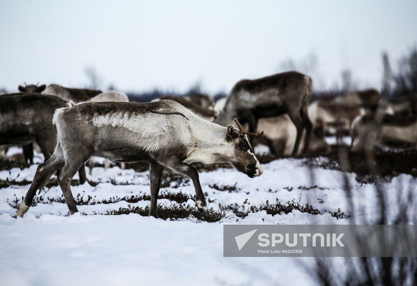 Russia Reindeers