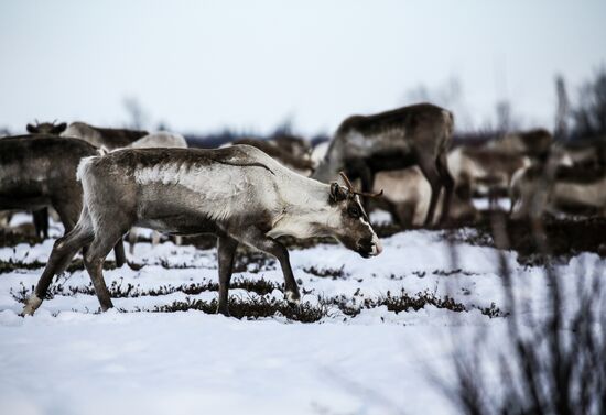 Russia Reindeers