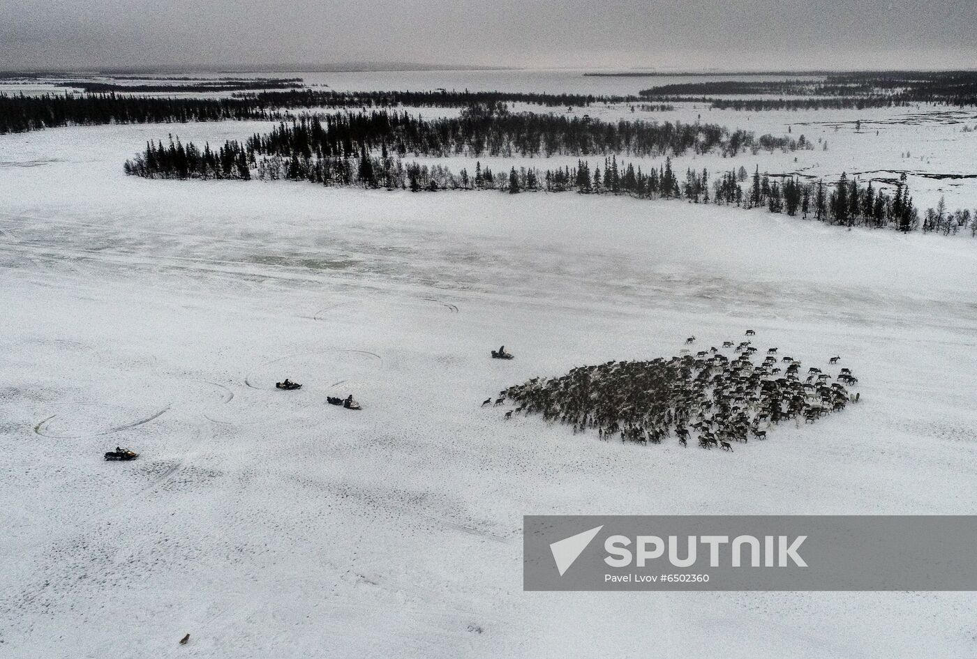 Russia Reindeers