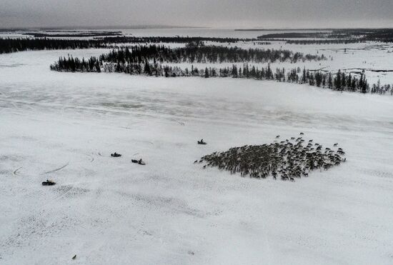 Russia Reindeers
