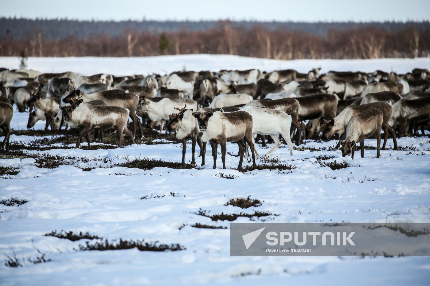 Russia Reindeers