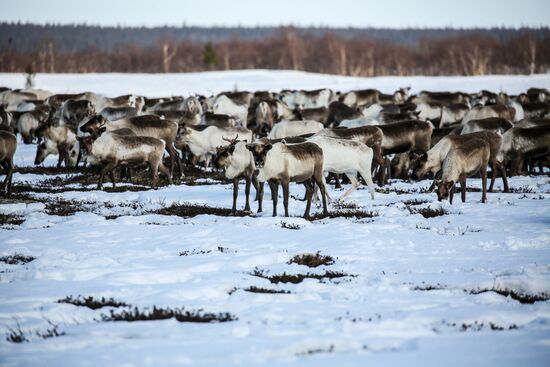 Russia Reindeers
