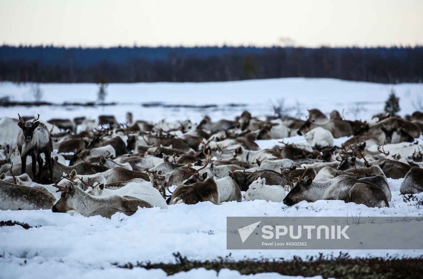 Russia Reindeers