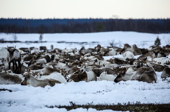 Russia Reindeers