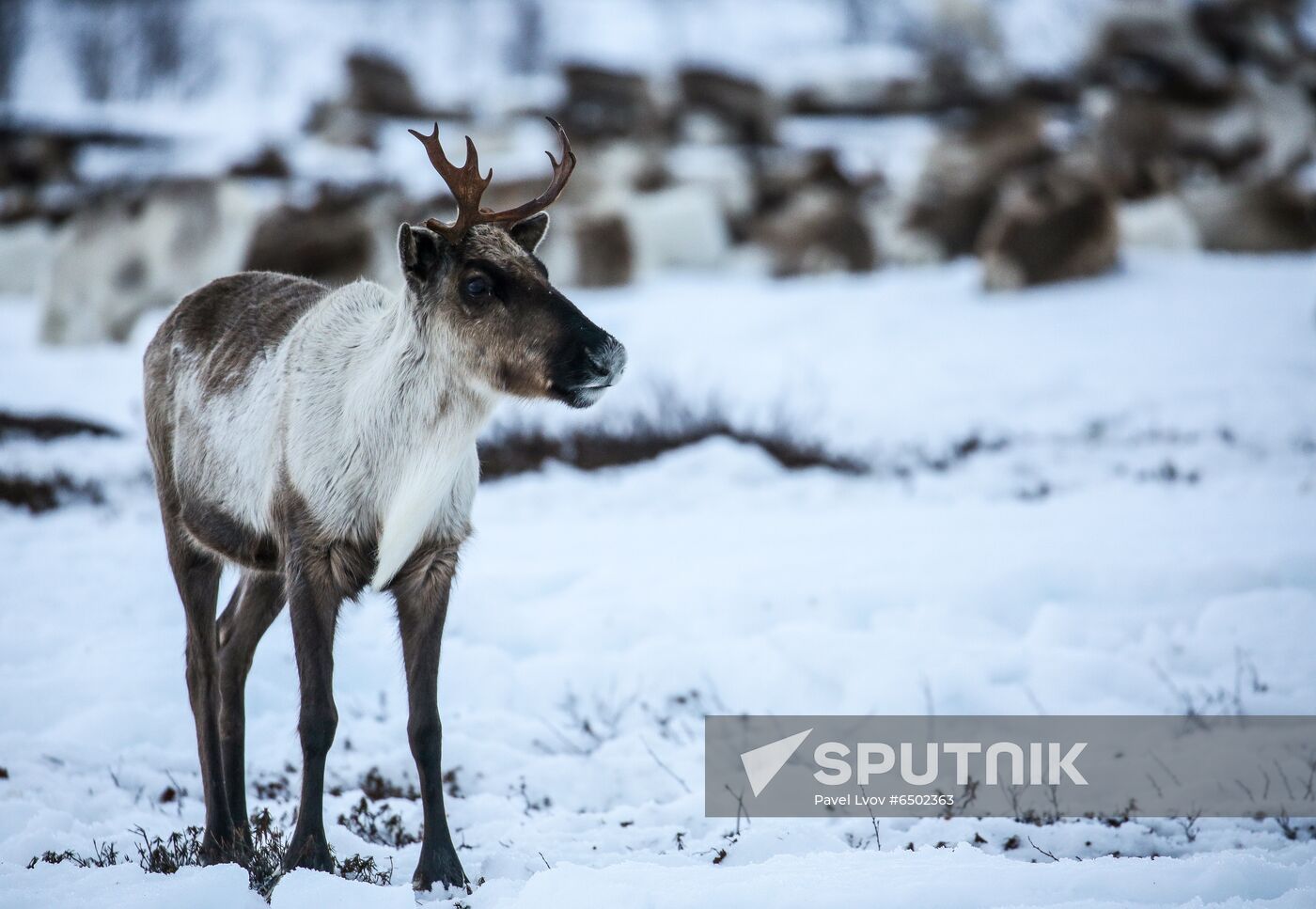 Russia Reindeers