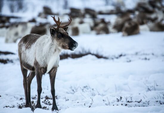 Russia Reindeers