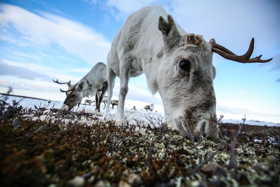 Russia Reindeers