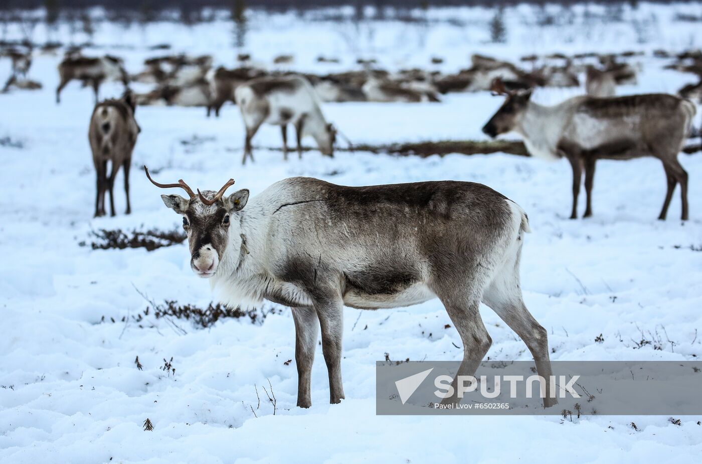 Russia Reindeers