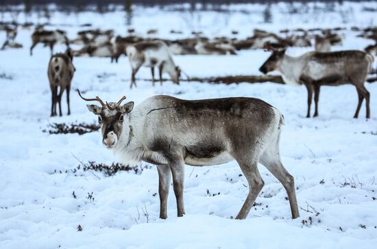 Russia Reindeers