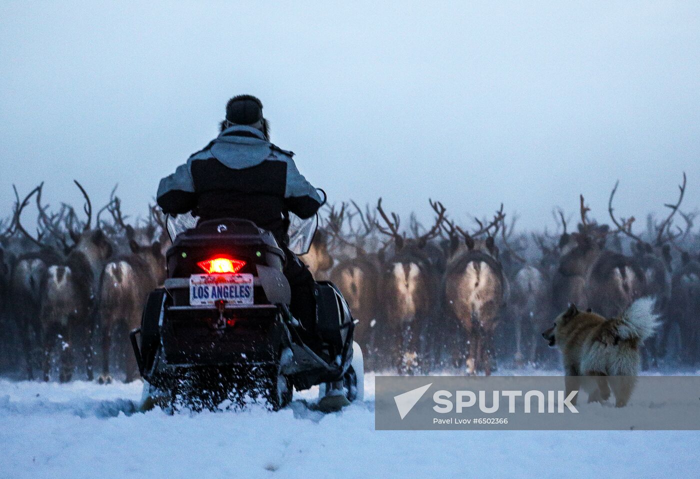 Russia Reindeers