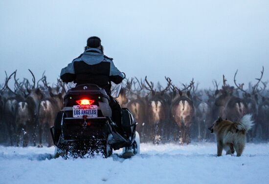 Russia Reindeers