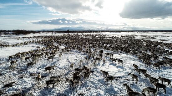 Russia Reindeers