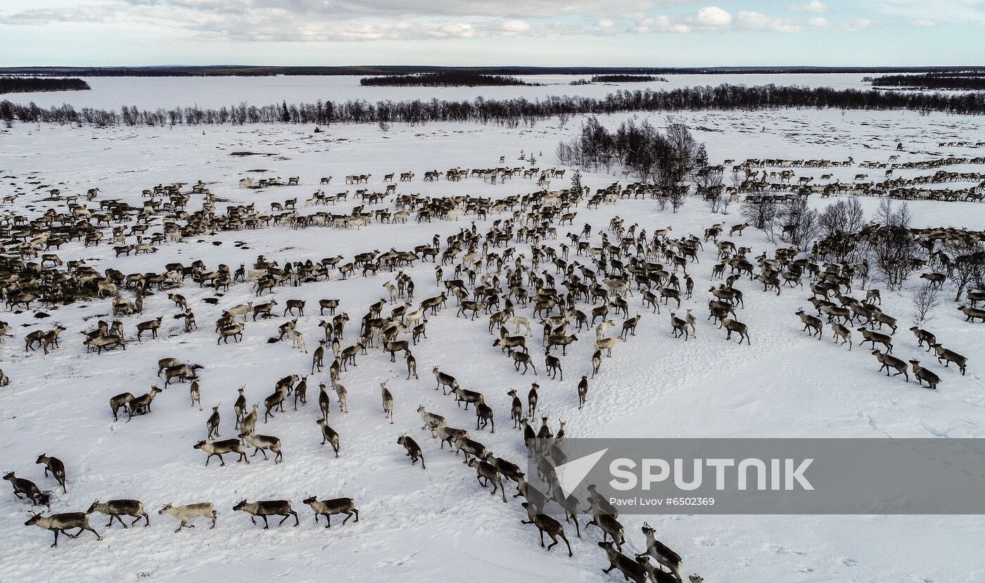 Russia Reindeers