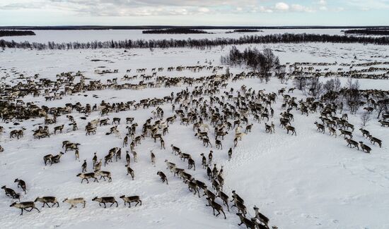 Russia Reindeers