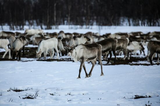 Russia Reindeers