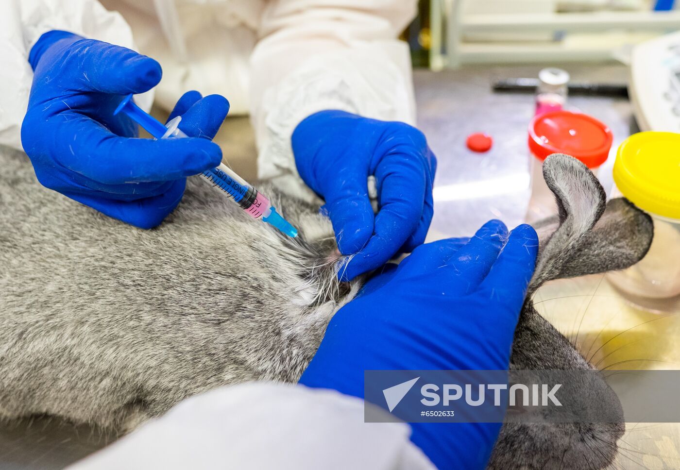 Russia Coronavirus Animals Vaccine