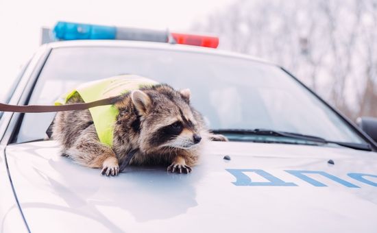 Russia Daily Life