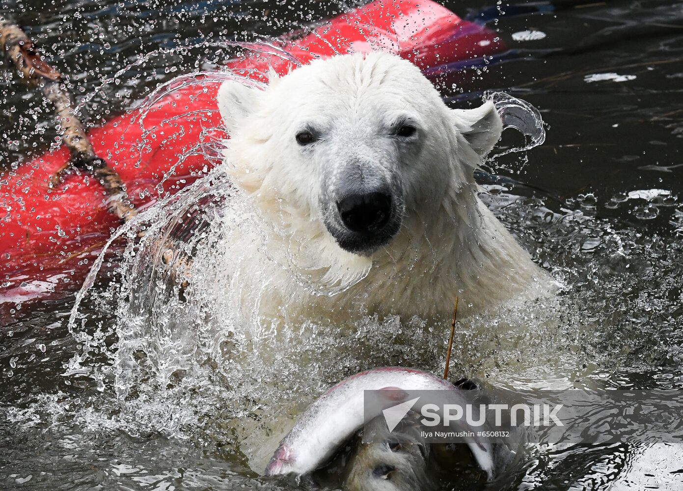 Russia Zoo